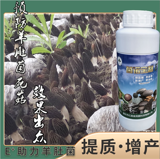 菌諾寶利E+：預防羊肚菌死菇，效果出眾