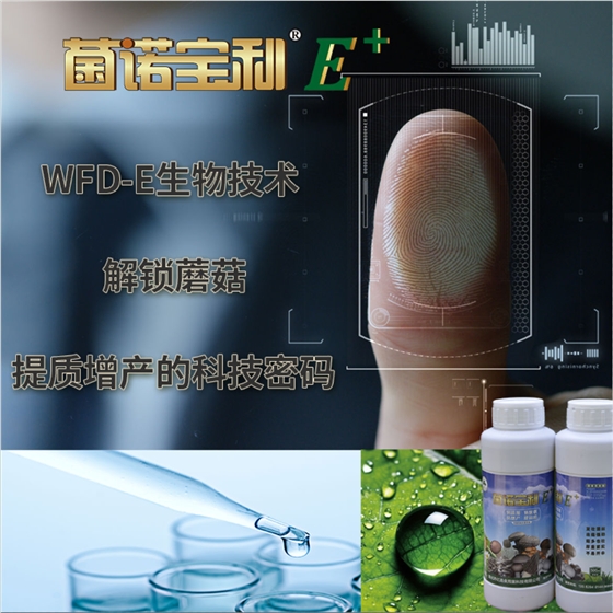 菌諾寶利E+：WFD-E生物技術，解鎖蘑菇提質增產(chǎn)的科技密碼