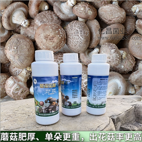 菌諾寶利E+：蘑菇肥厚、單朵更重，出花菇率更高
