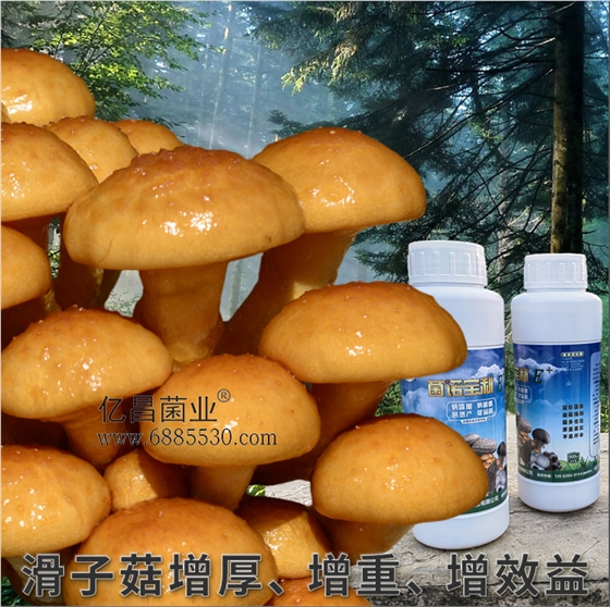 菌諾寶利E+：滑子菇增厚、增重、增效益