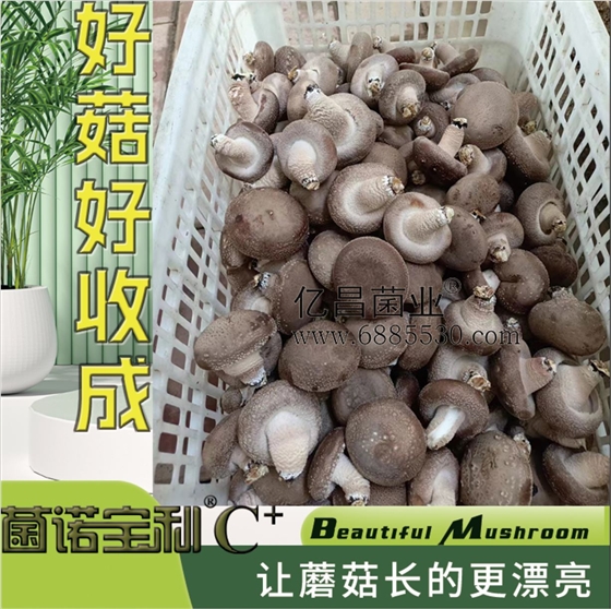 億昌菌業(yè)-注水C+（網(wǎng)頁(yè)版）PC-10）好菇好收成