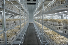 灰樹花生產(chǎn)基地