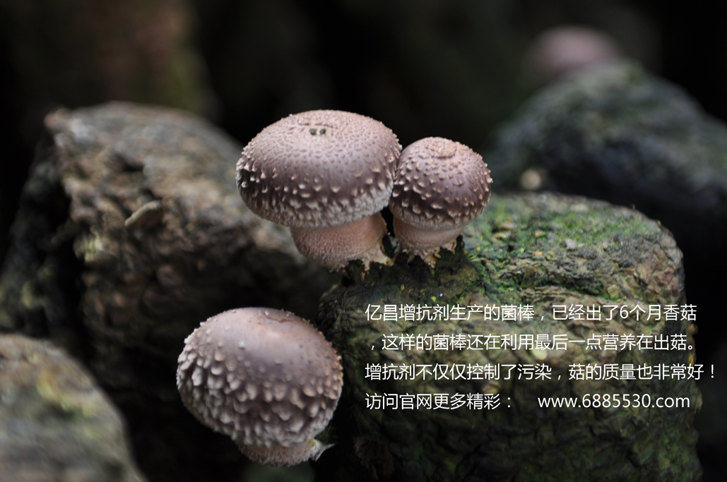 億昌增抗劑，解決香菇菌袋污染問題