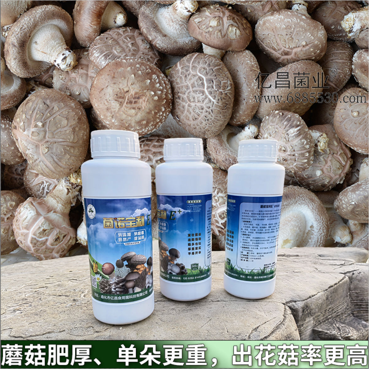 菌諾寶利E+：蘑菇肥厚、單朵更重，出花菇率更高
