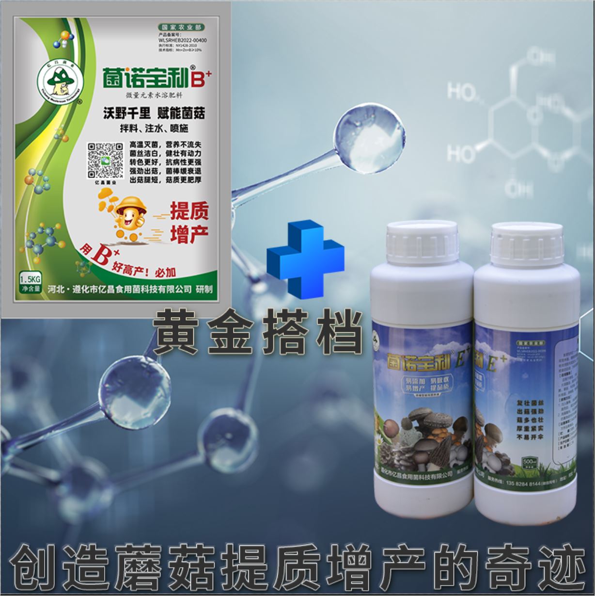 億昌菌業(yè)-菌諾寶利E+（網(wǎng)頁-8）黃金搭檔，創(chuàng)造蘑菇提質(zhì)增產(chǎn)的奇跡