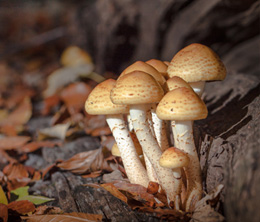 兩種珍稀食用菌高產(chǎn)栽培技術(shù)