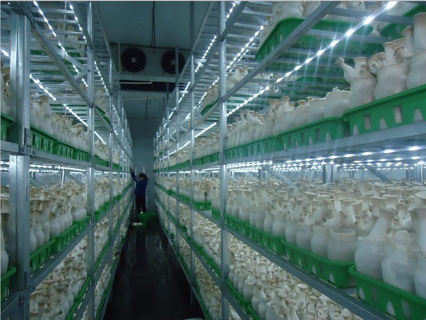 防止菇類萎蔫癥八要點