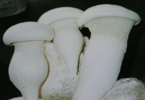 種植白靈菇產(chǎn)量低，不要著急！億昌菌業(yè)專家給您的6個(gè)建議