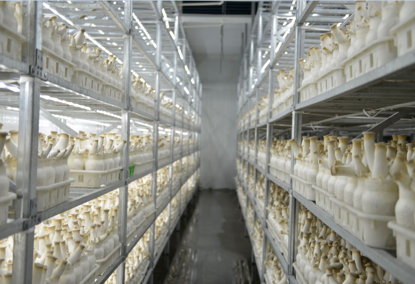 足不出戶學(xué)習(xí)食用菌種植技術(shù)—億昌菌業(yè)杏鮑菇種植篇（二）