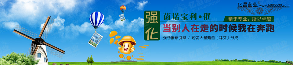 億昌催菇王——強勁催菇引擎，誘發(fā)大量菇蕾（耳芽）形成